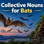 Collective Nouns for Bats