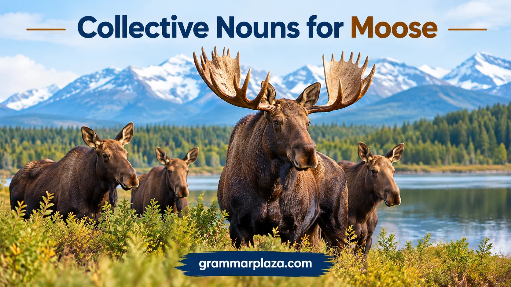 Collective Nouns for Moose