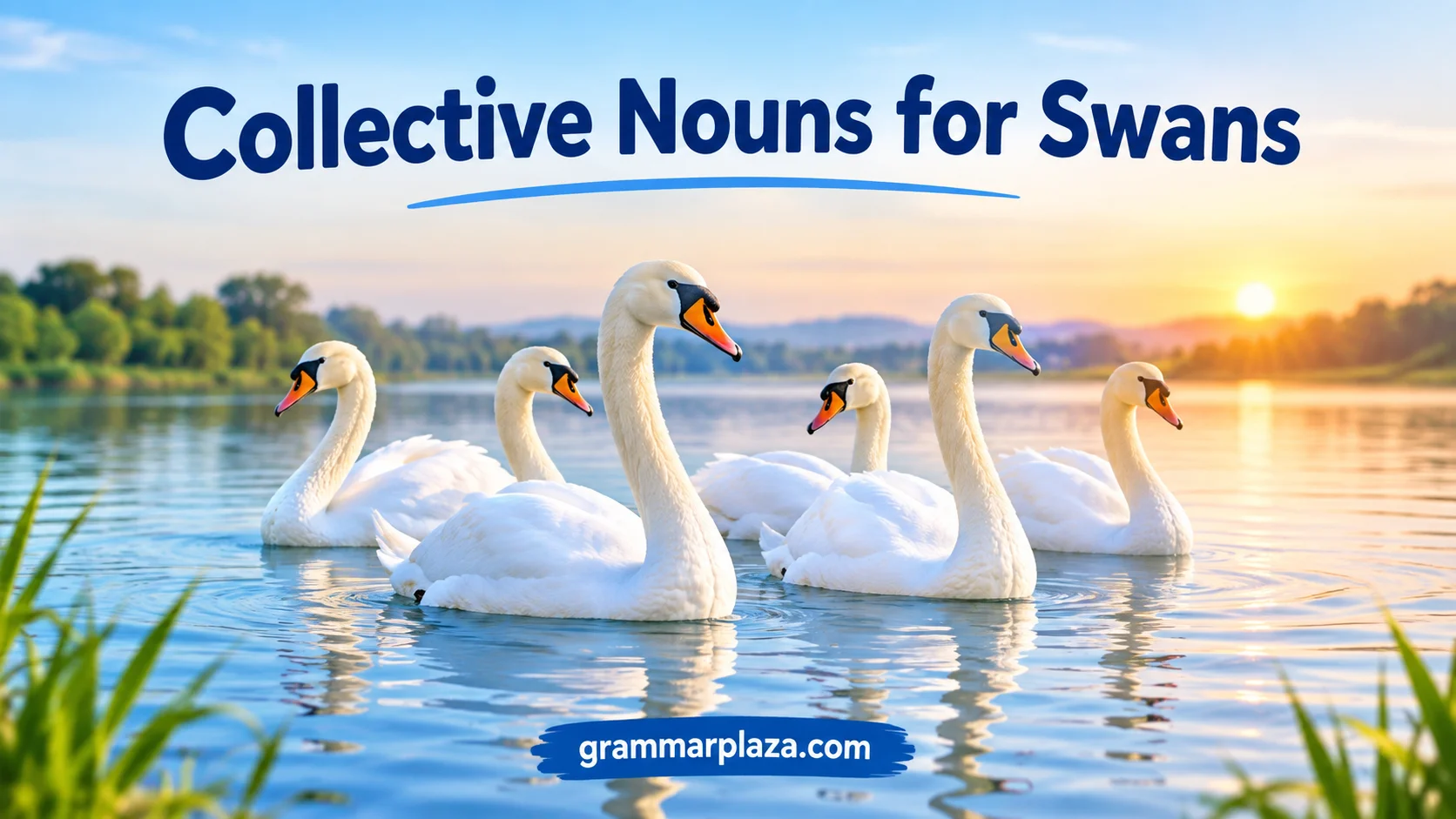 Collective Nouns for Swans