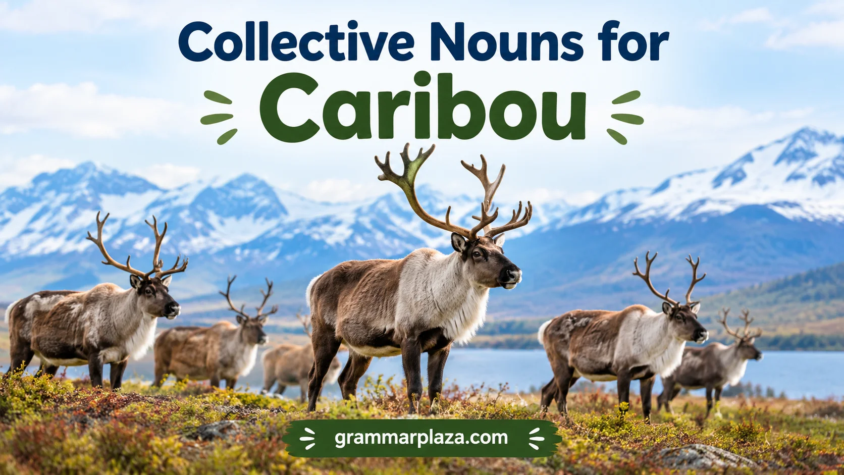 Collective Nouns for Caribou