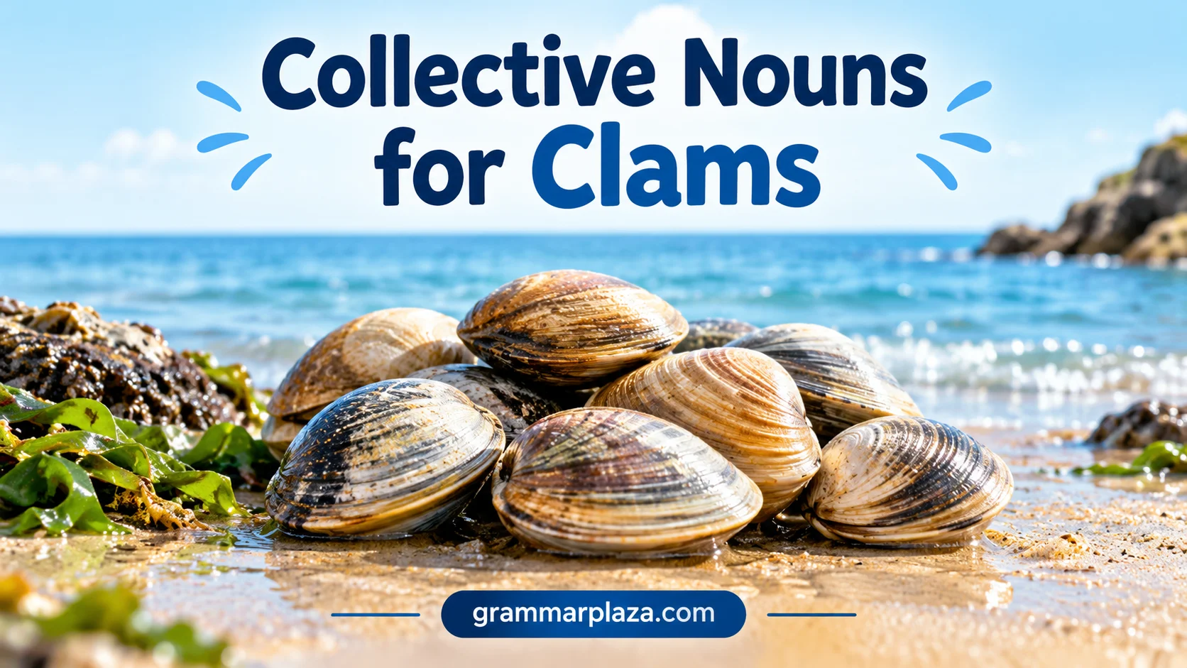 Collective Nouns for Clams