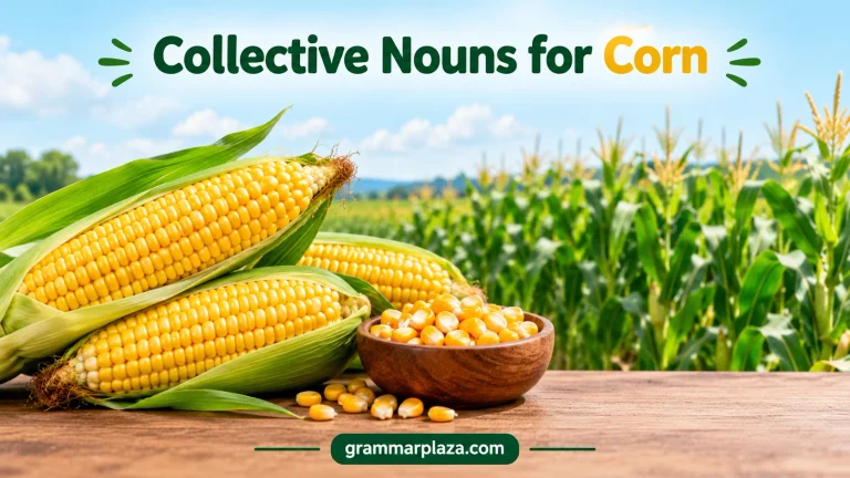 Collective Nouns for Corn