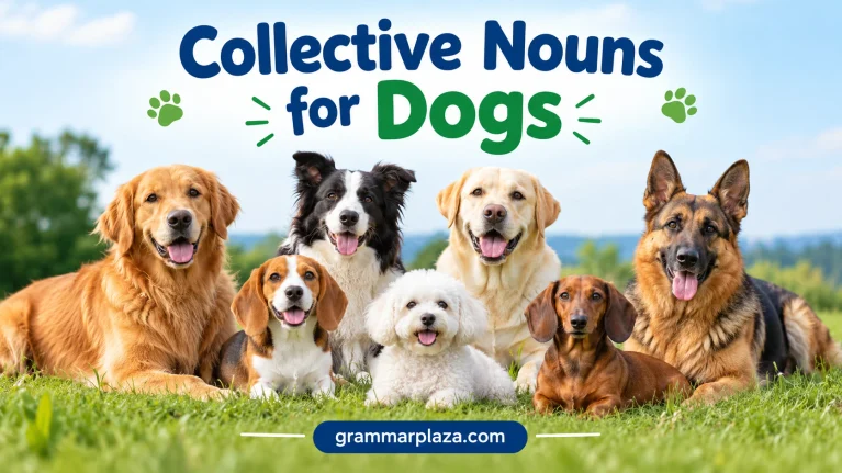 Collective Nouns for Dogs