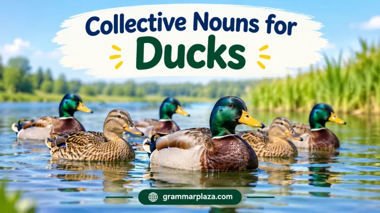 Collective Nouns for Ducks