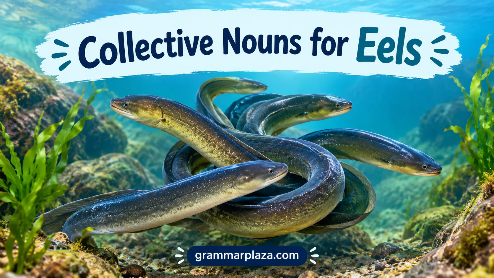 Collective Nouns for Eels