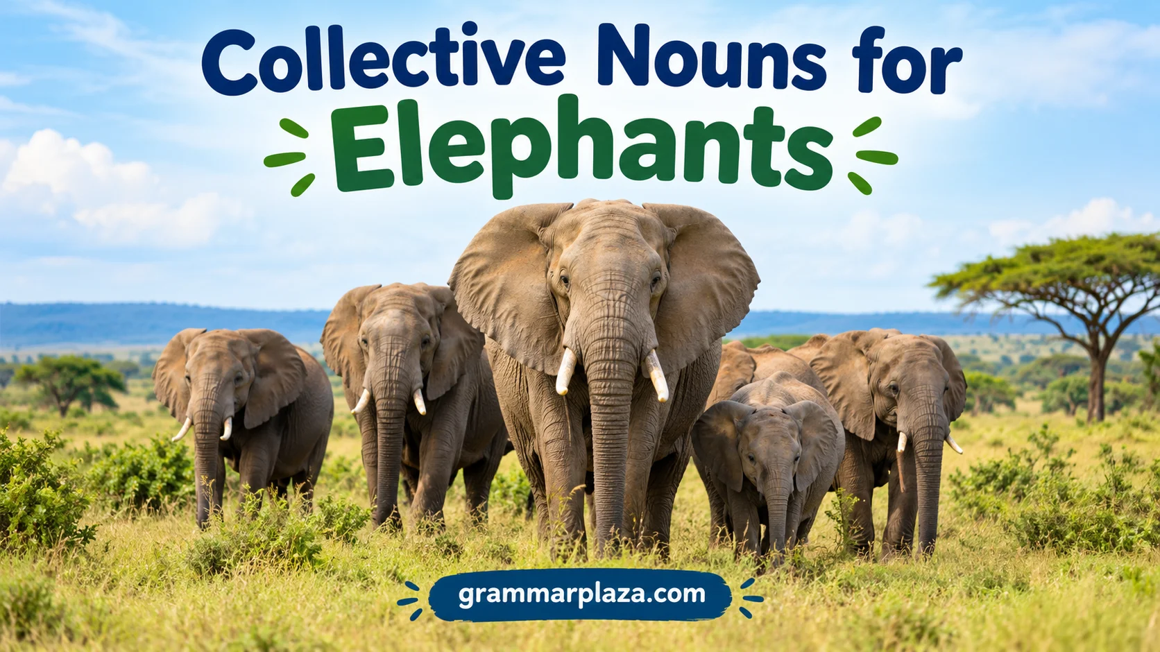Collective Nouns for Elephants