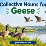 Collective Nouns for Geese