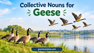 Collective Nouns for Geese