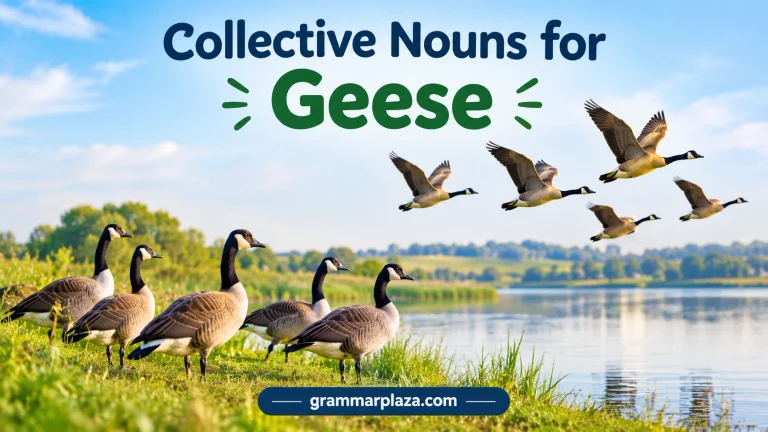 Collective Nouns for Geese