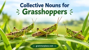 Collective Nouns for Grasshoppers