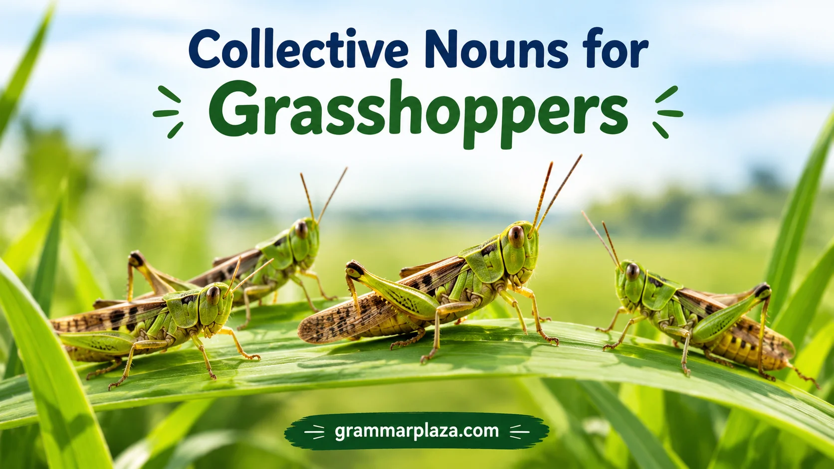 Collective Nouns for Grasshoppers