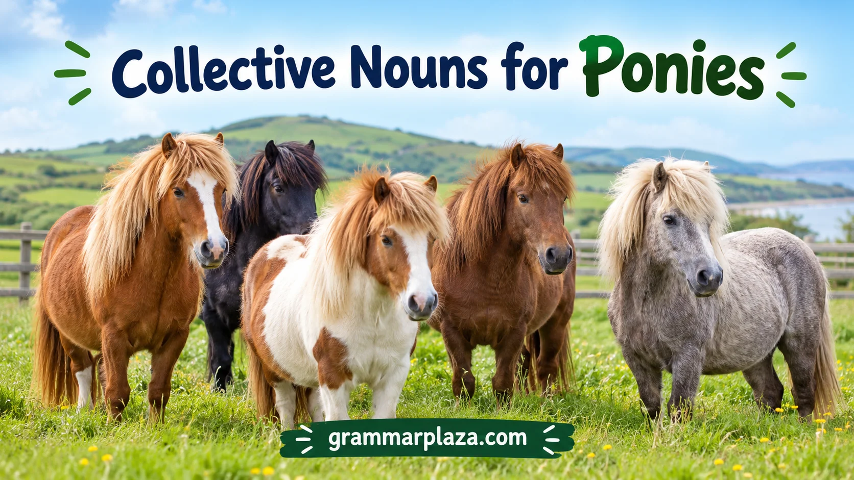 Collective Nouns for Ponies