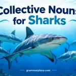 Collective Nouns for Sharks