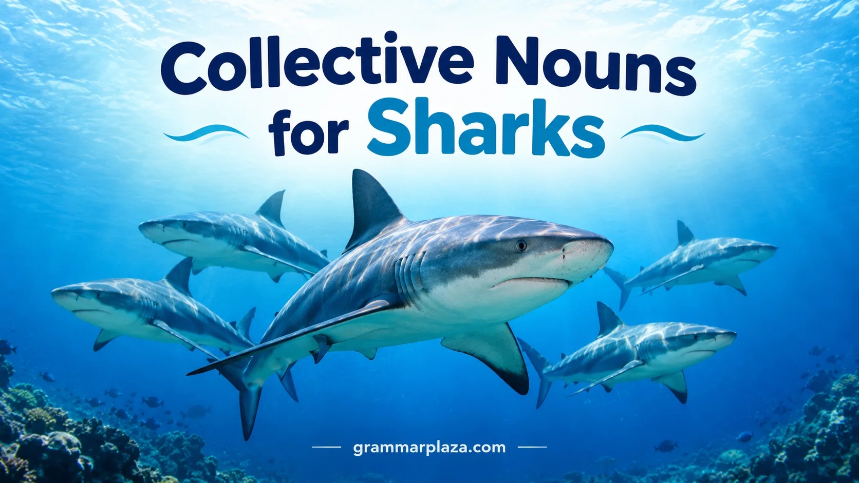 Collective Nouns for Sharks