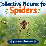 Collective Nouns for Spiders